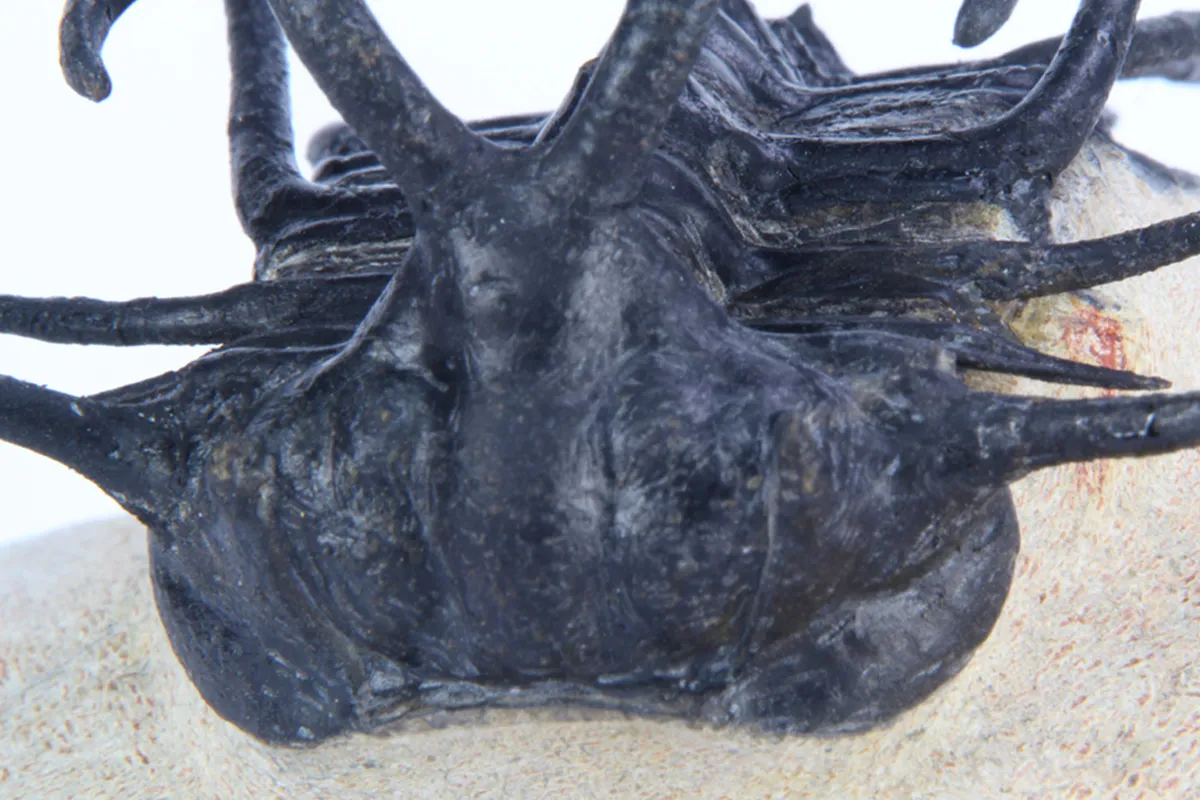 Dicranurus Monstrosus