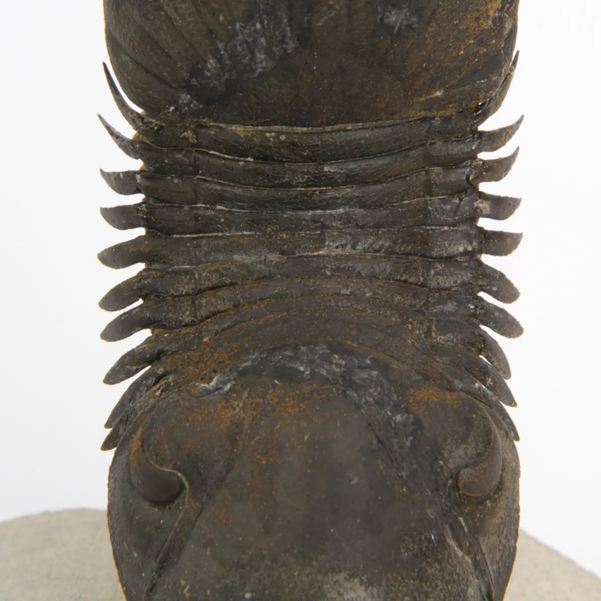 Paralejurus Spatuliformis