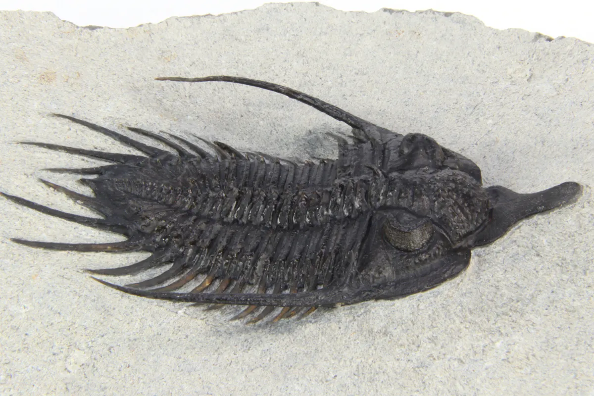 Psychopyge Elegans