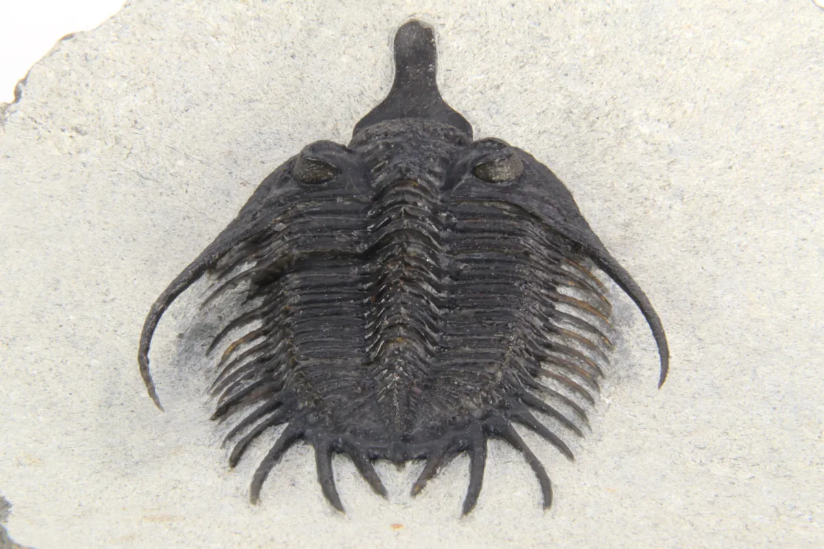 Psychopyge Elegans