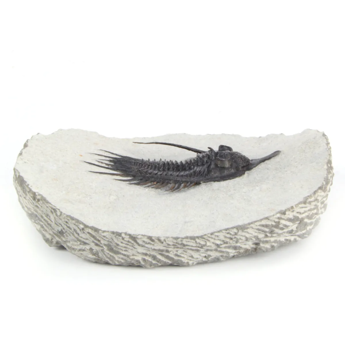 Psychopyge Elegans