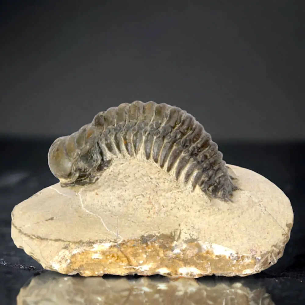 Trilobite fossile specie: Crotalechepalus.