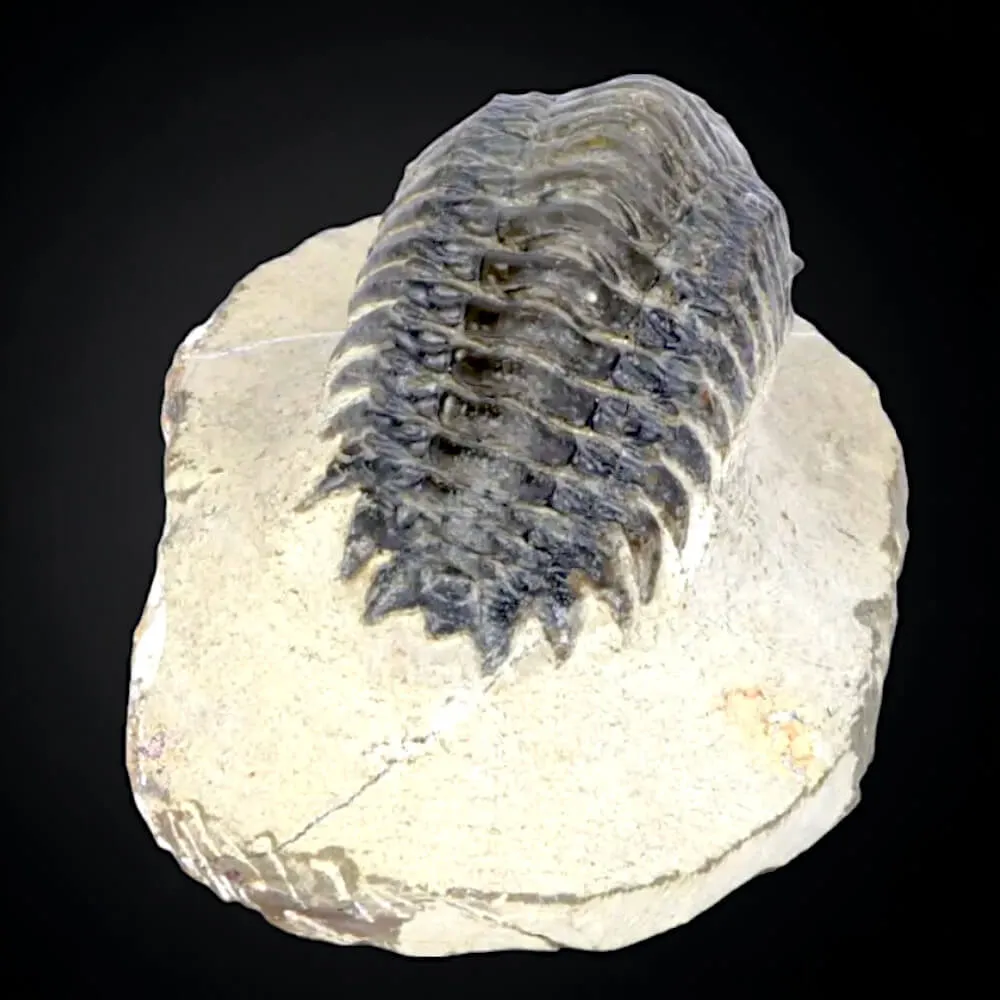 Trilobite fossile specie: Crotalechepalus.