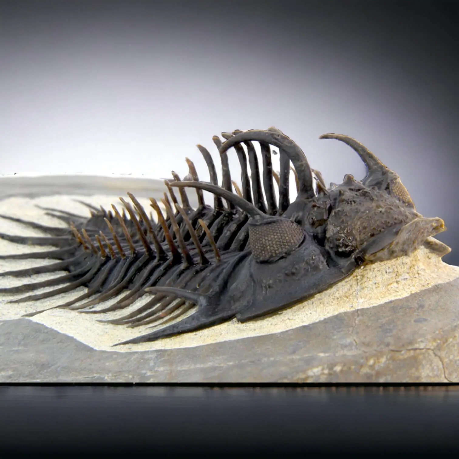 Raro Spiny Trilobite - Comura Bultyncki