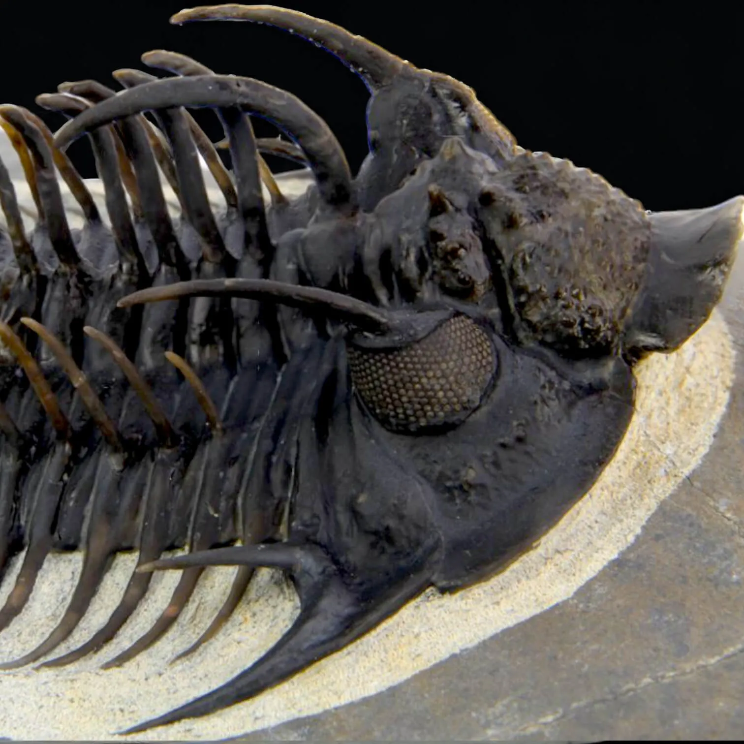Raro Spiny Trilobite - Comura Bultyncki