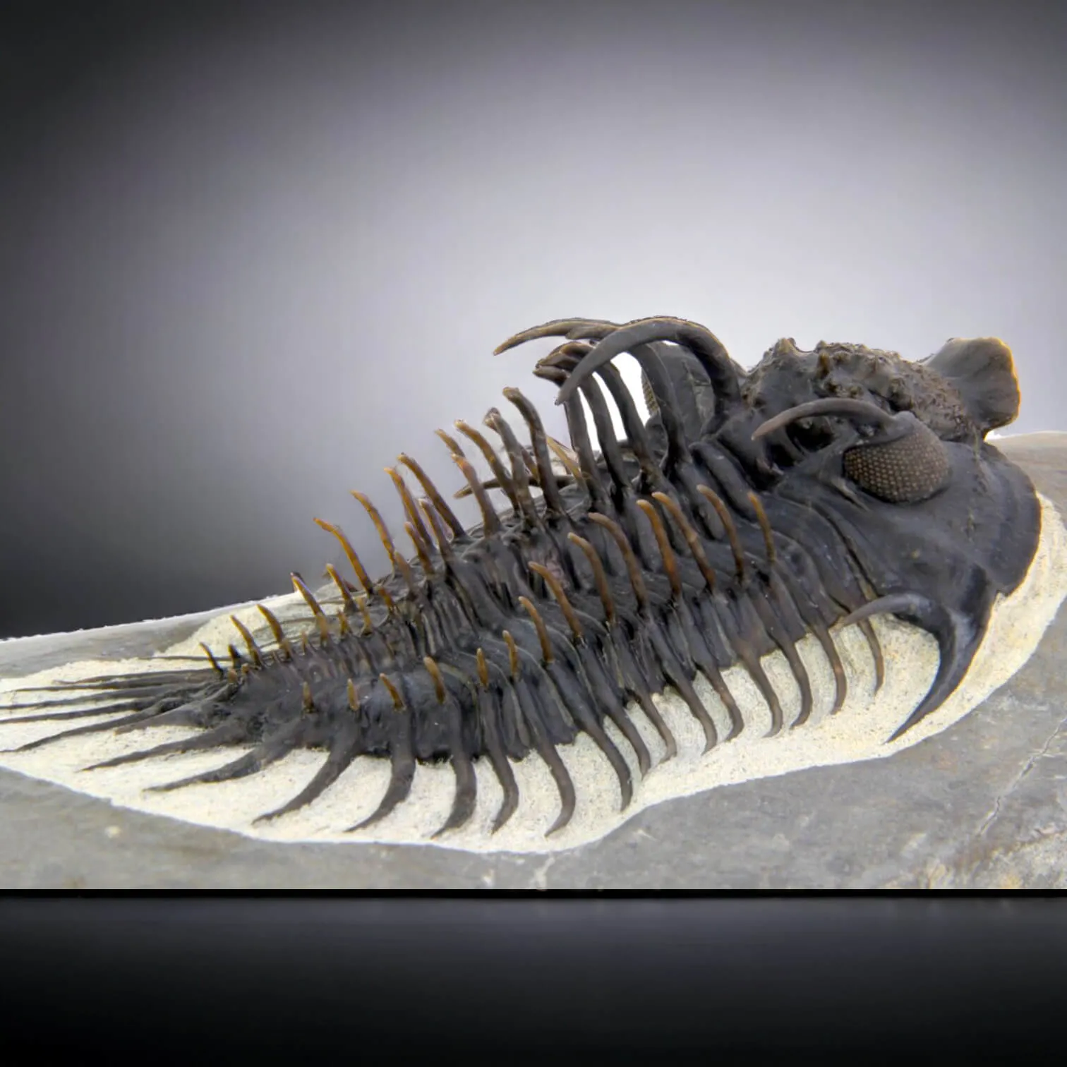 Raro Spiny Trilobite - Comura Bultyncki
