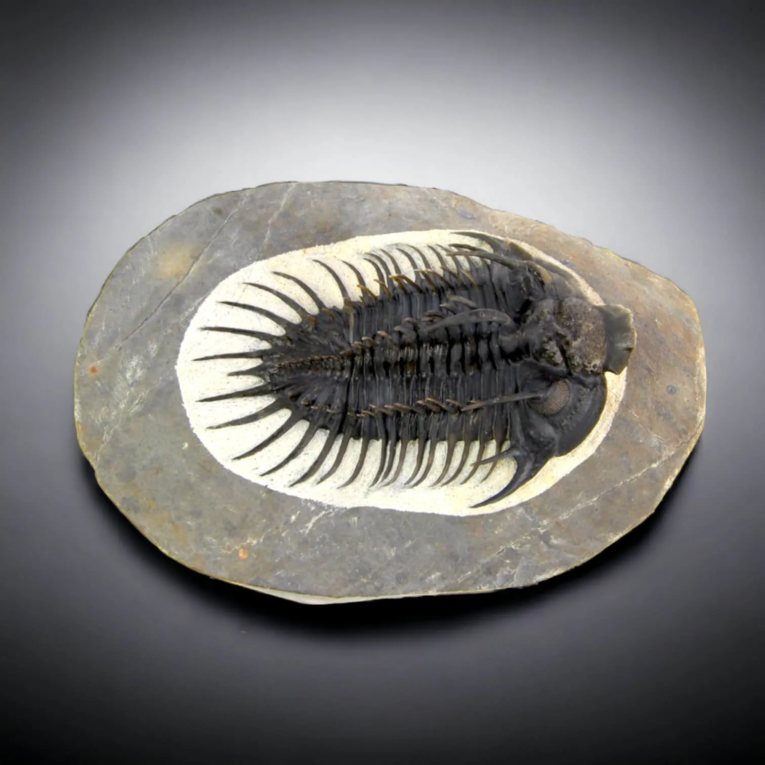 Raro Spiny Trilobite - Comura Bultyncki