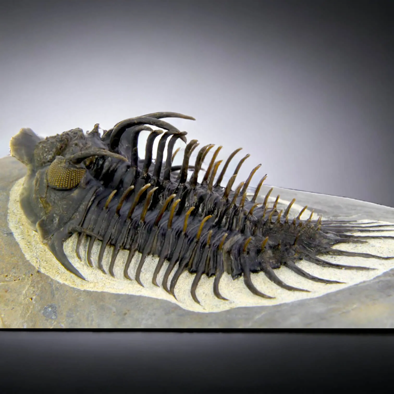 Raro Spiny Trilobite - Comura Bultyncki