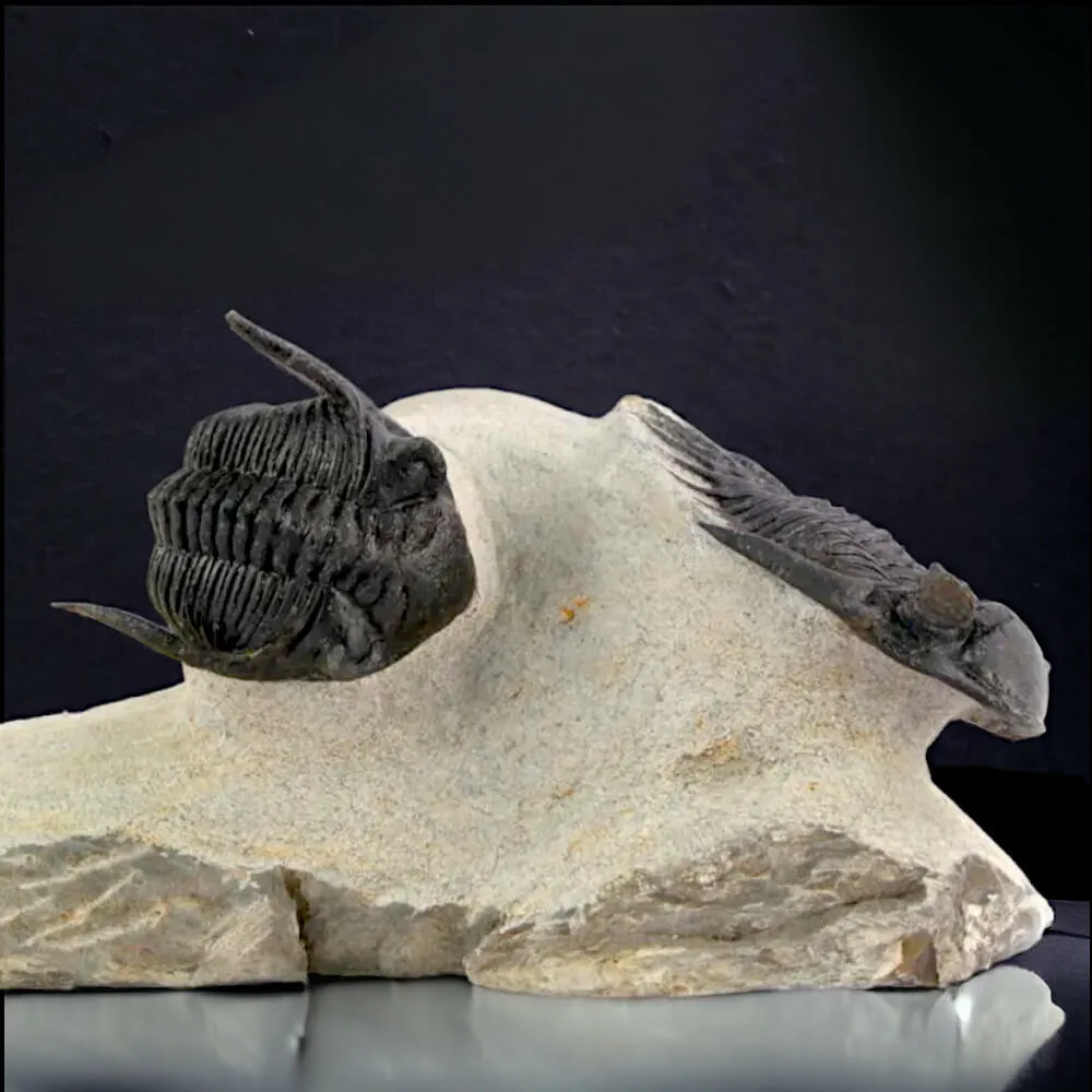 Coppia di trilobiti Mrakibina Cattoi su matrice.
