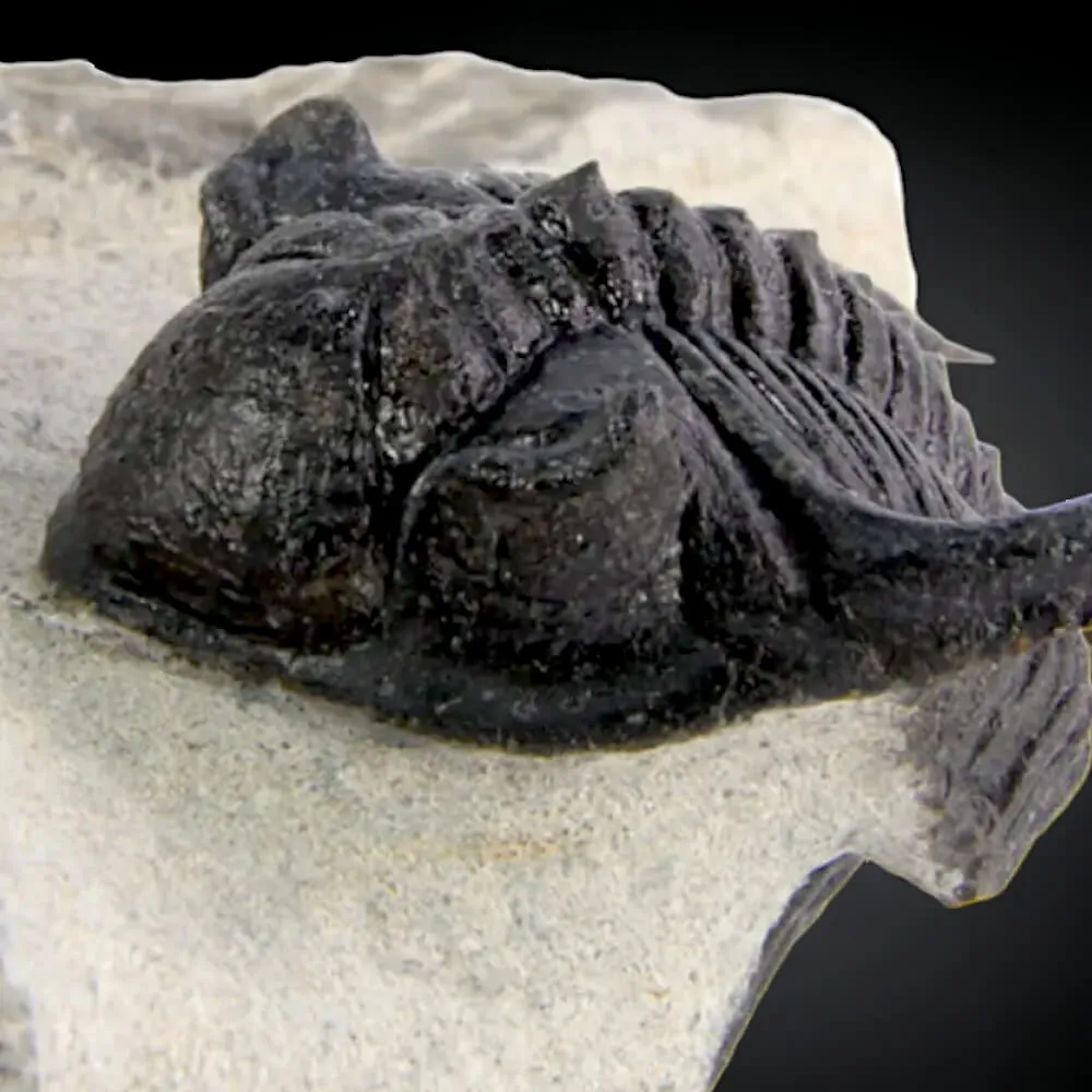 Coppia di trilobiti Mrakibina Cattoi su matrice.