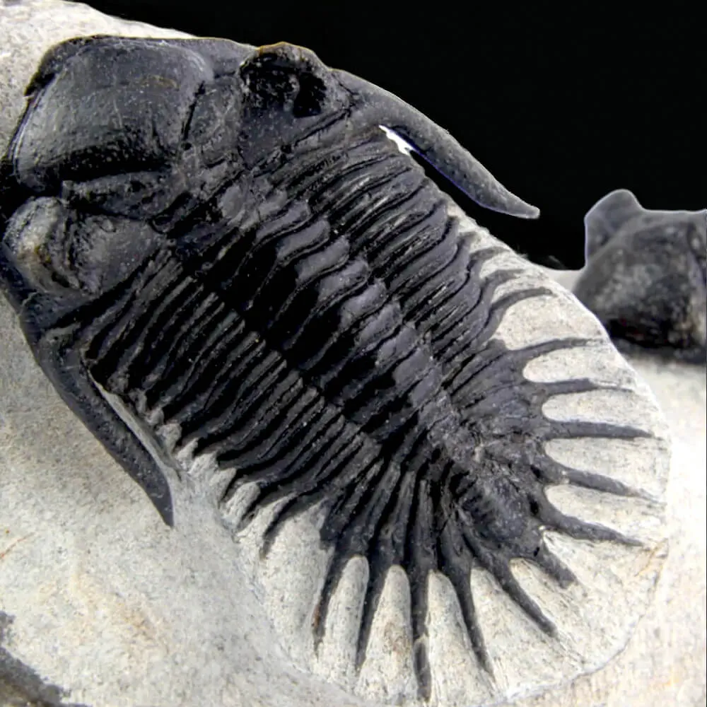 Coppia di trilobiti Mrakibina Cattoi su matrice.
