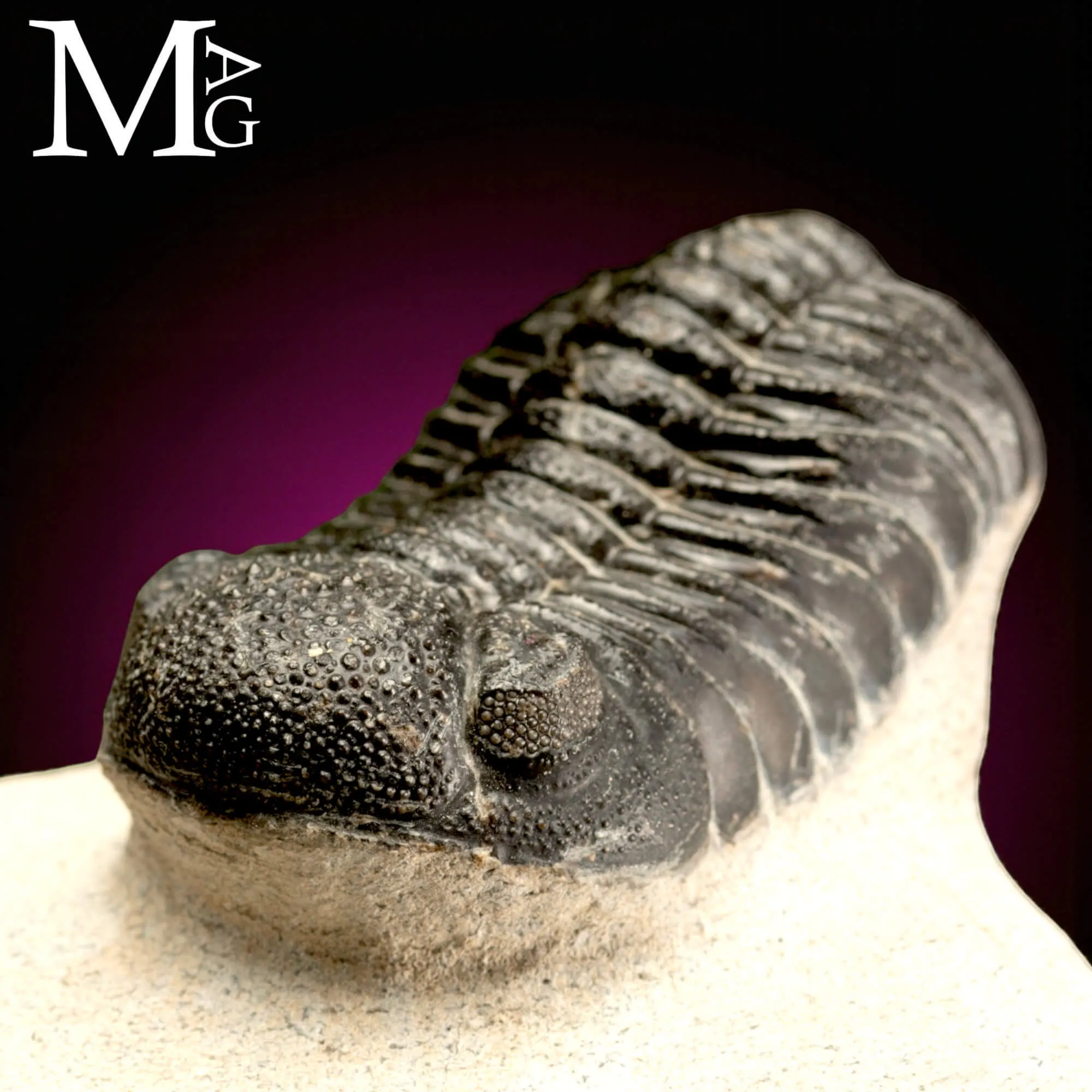 Trilobite Gerastos Granulosus – Devoniano medio