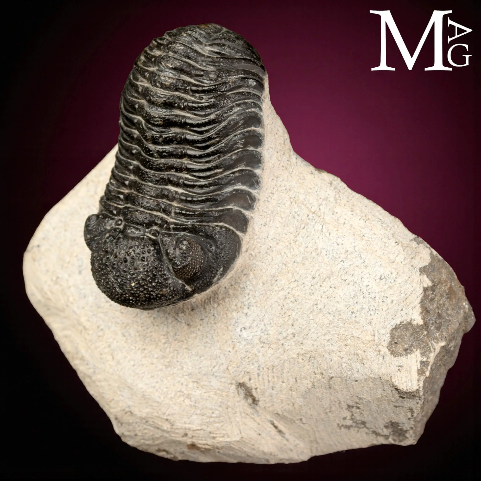 Trilobite Gerastos Granulosus – Devoniano medio