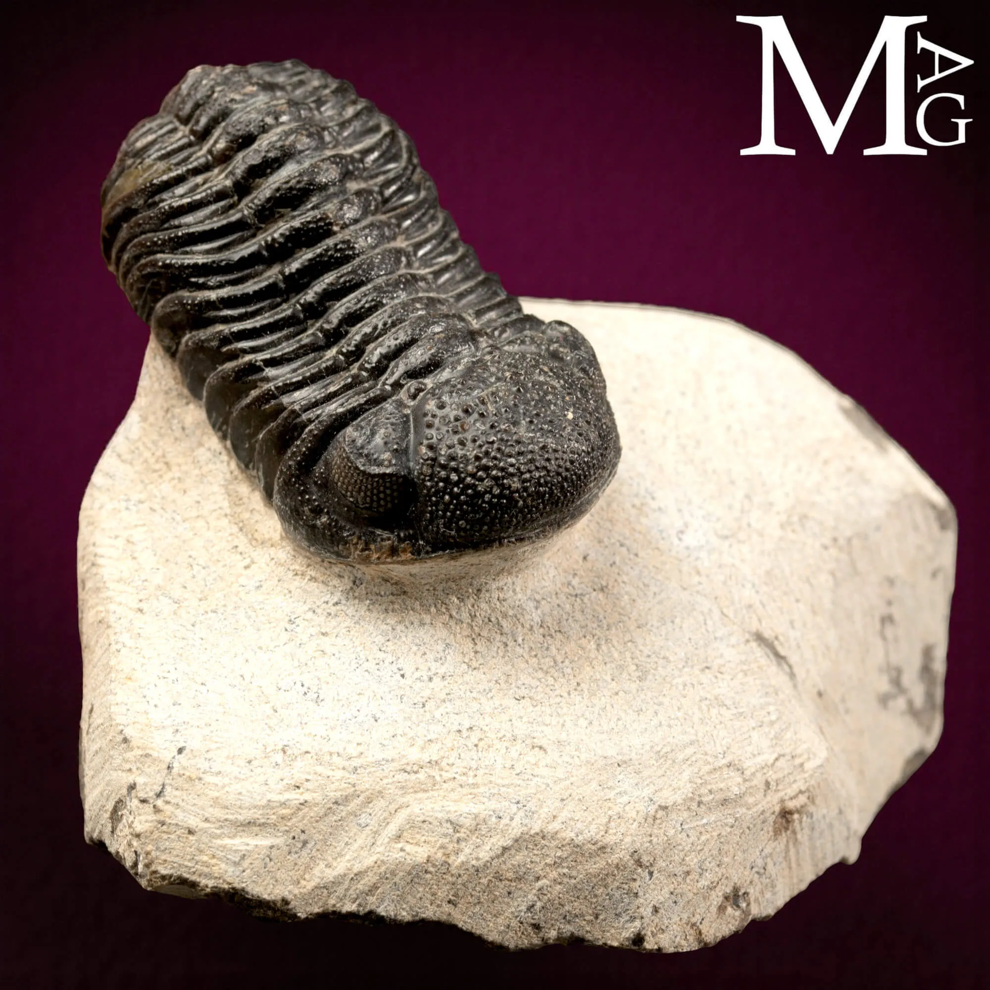 Trilobite Gerastos Granulosus – Devoniano medio