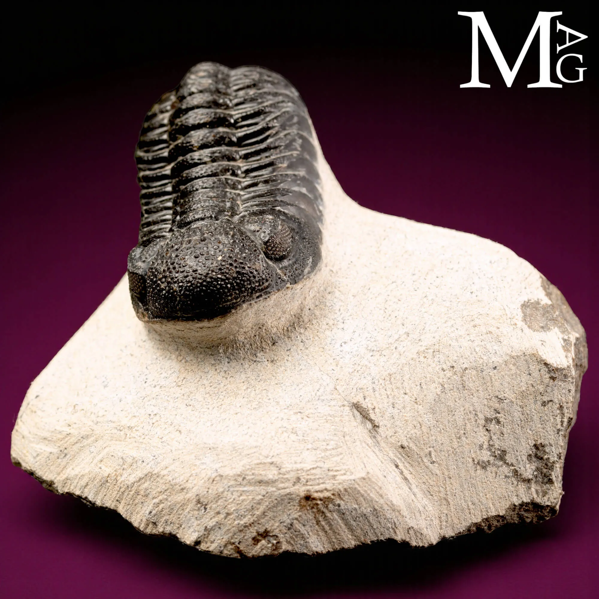 Trilobite Gerastos Granulosus – Devoniano medio