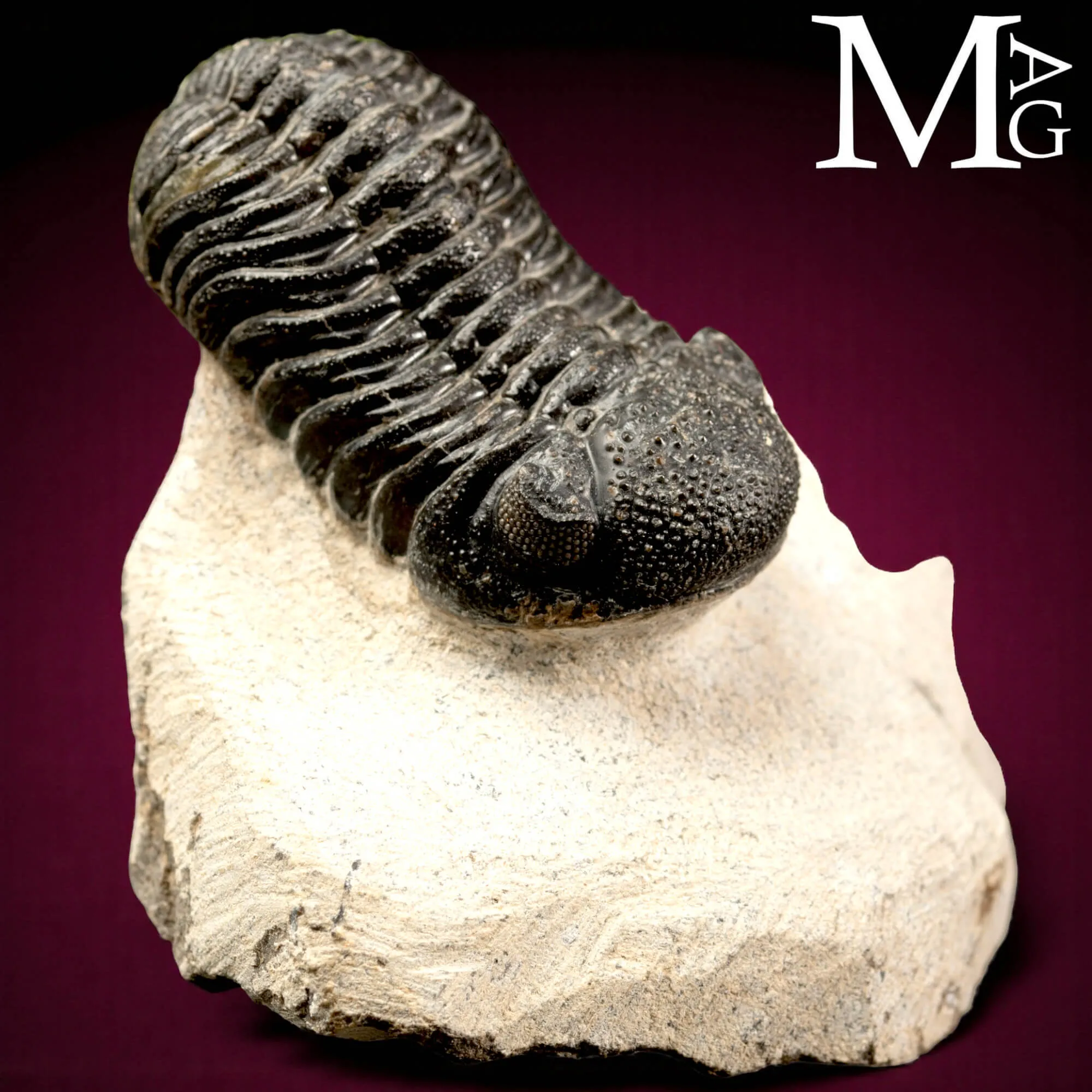 Trilobite Gerastos Granulosus – Devoniano medio