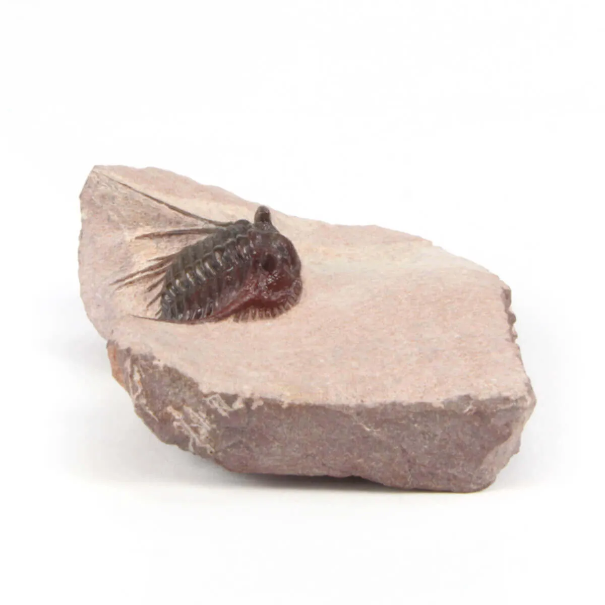 Kettneraspis Sp.