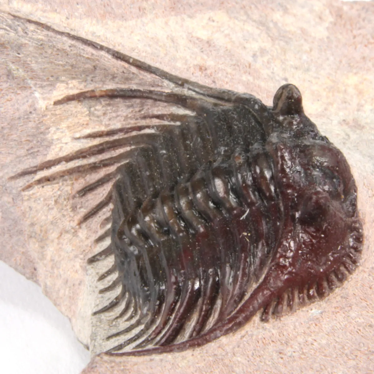 Kettneraspis Sp.