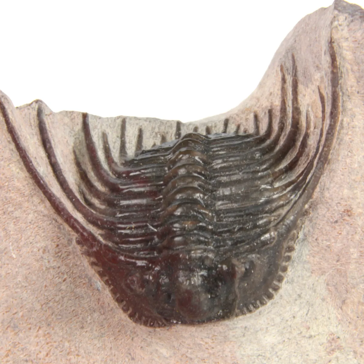 Kettneraspis Sp.