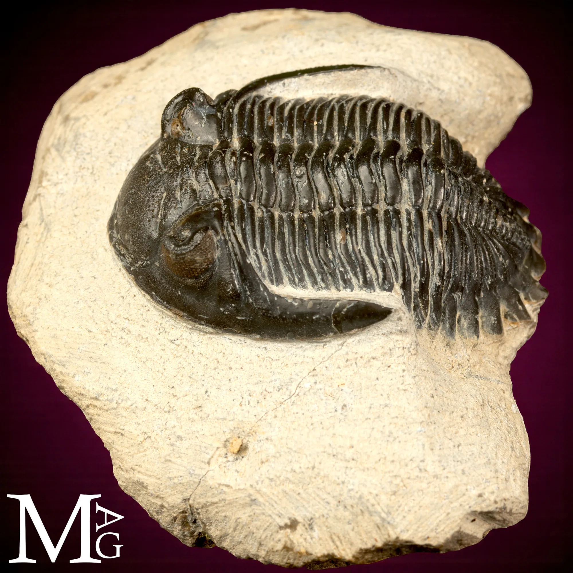 Trilobite Hollardops Mesocristata.
