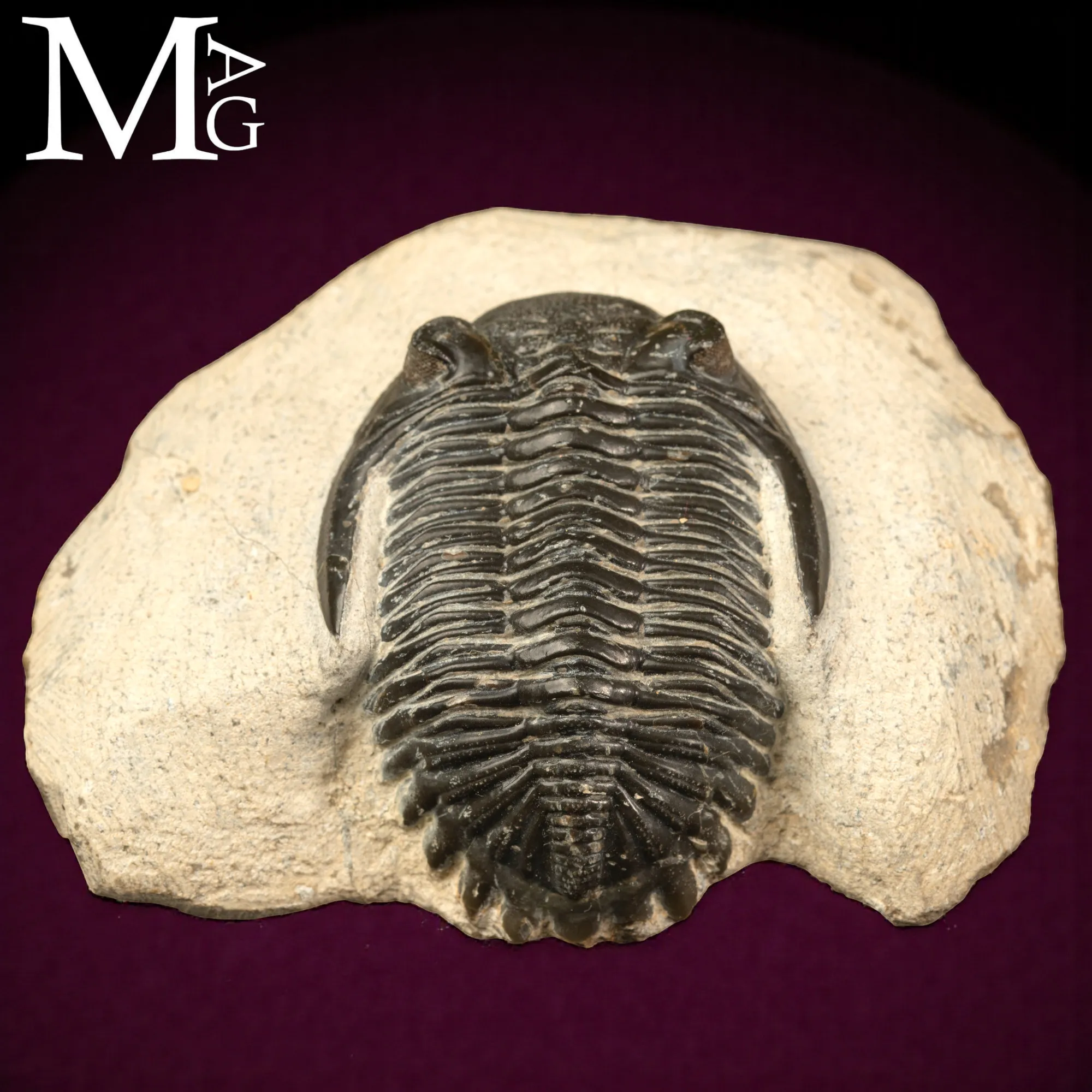 Trilobite Hollardops Mesocristata.