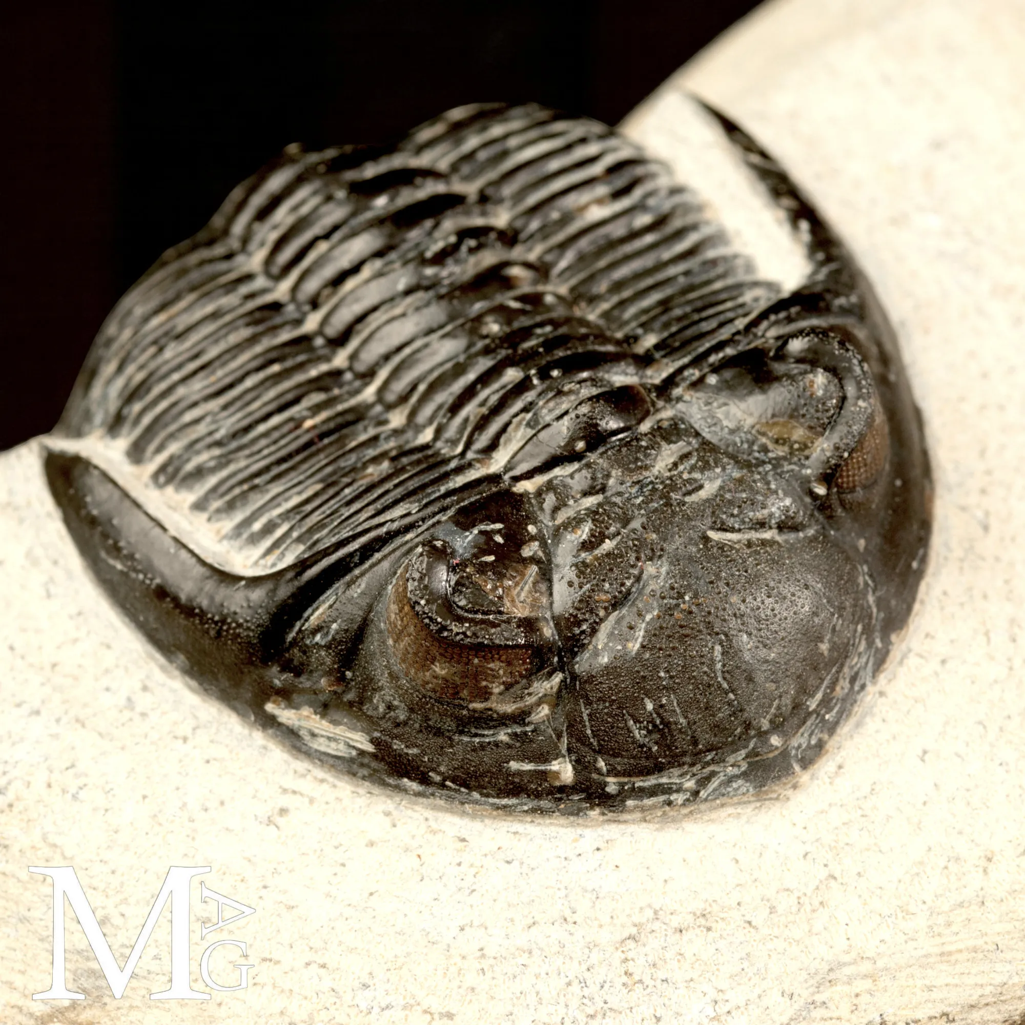 Trilobite Hollardops Mesocristata.
