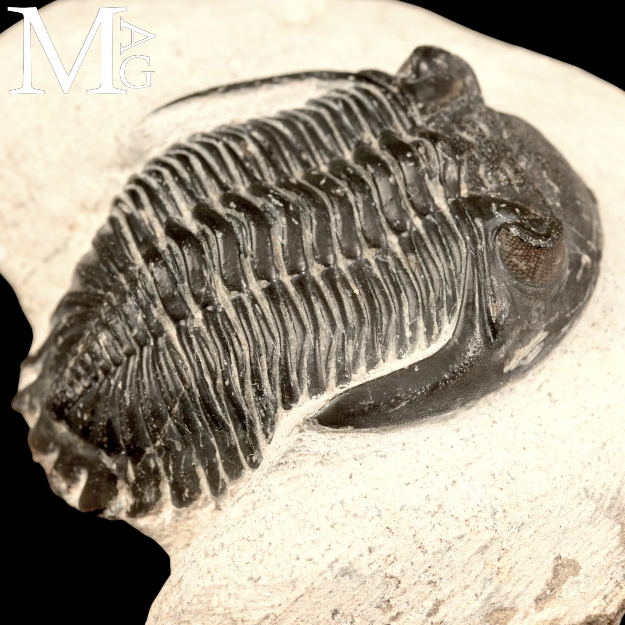 Trilobite Hollardops Mesocristata.