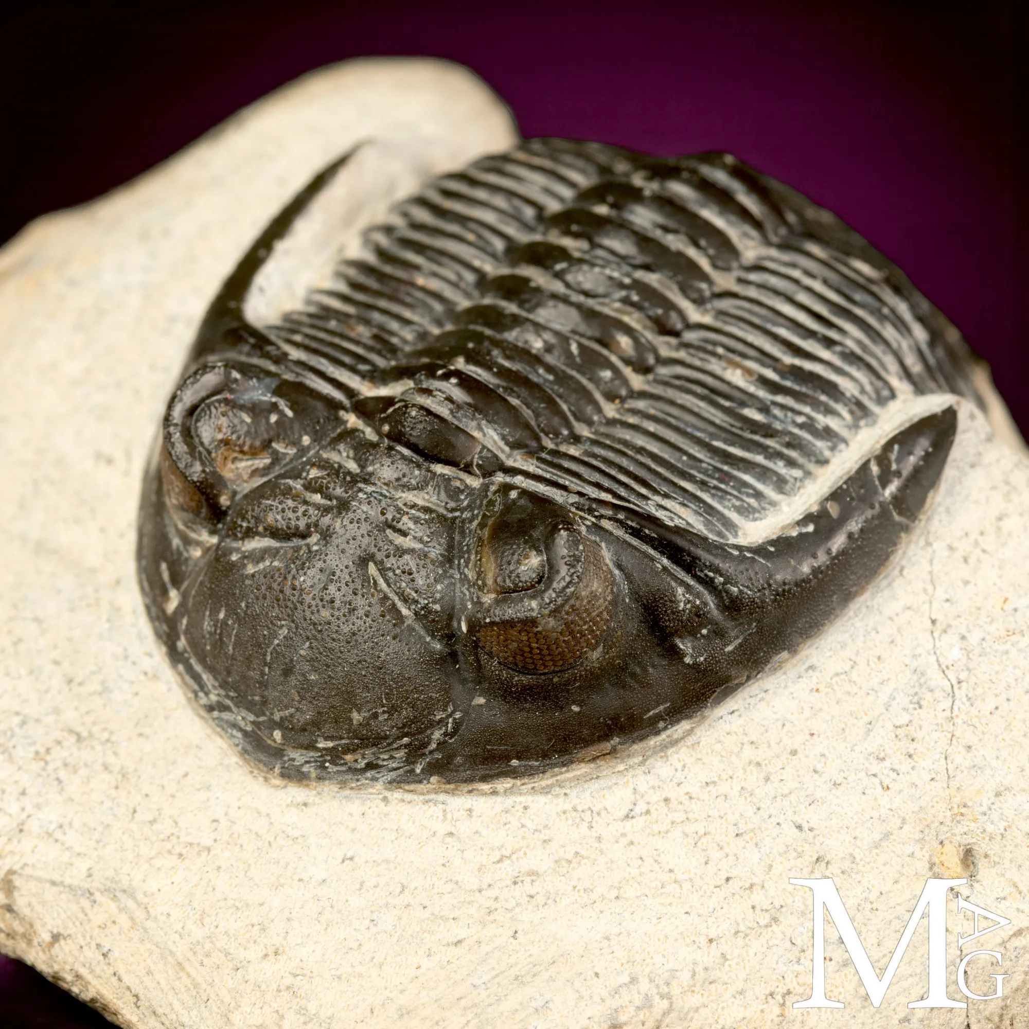 Trilobite Hollardops Mesocristata.