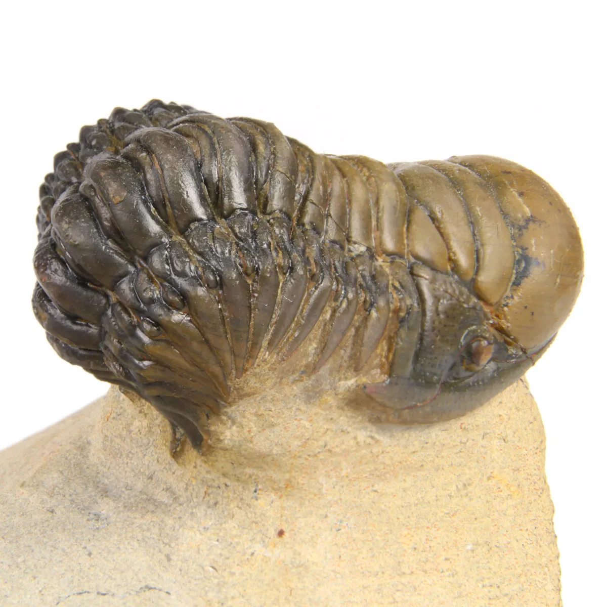 Leonaspis sp. e Crotalecephalus Gibbus