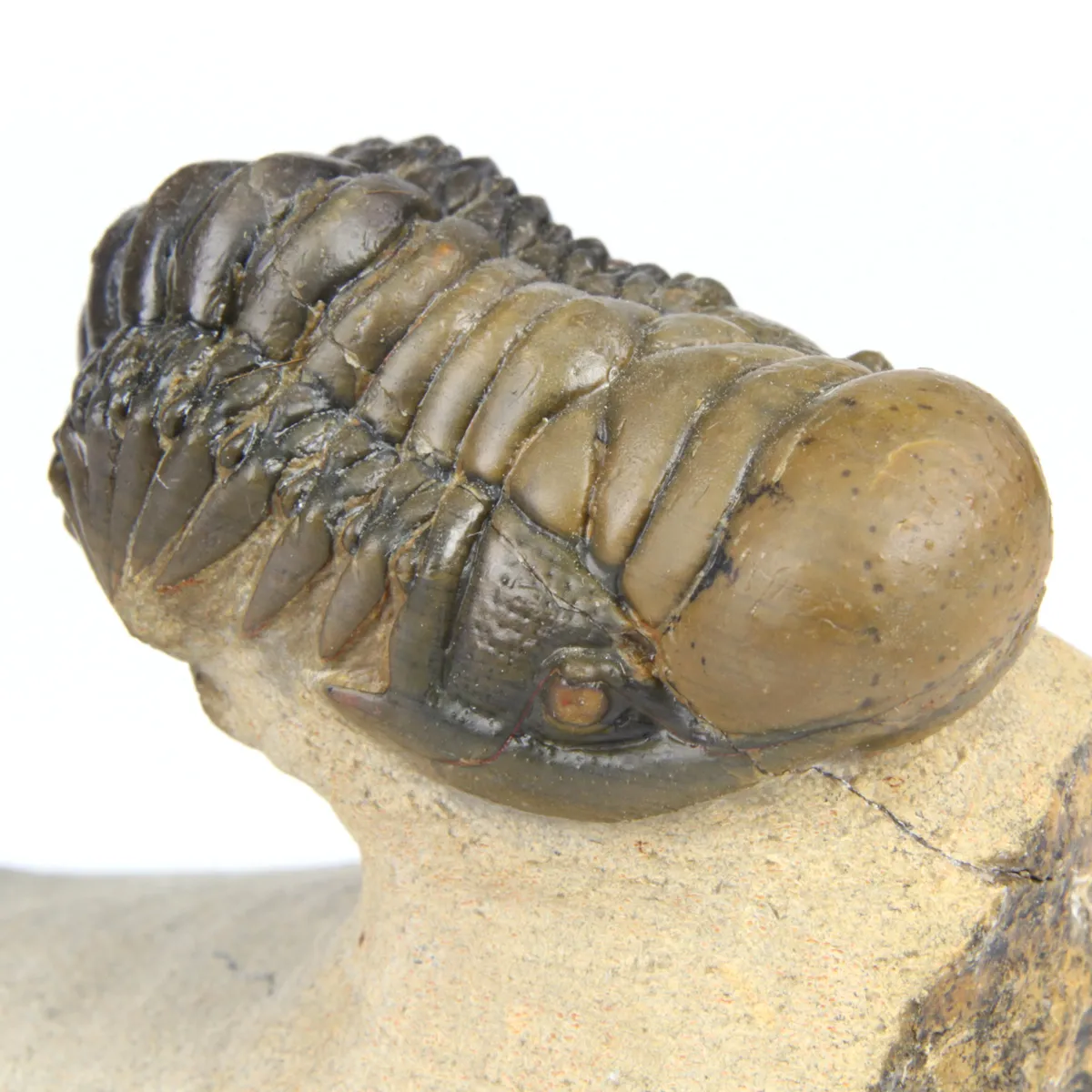 Leonaspis sp. e Crotalecephalus Gibbus
