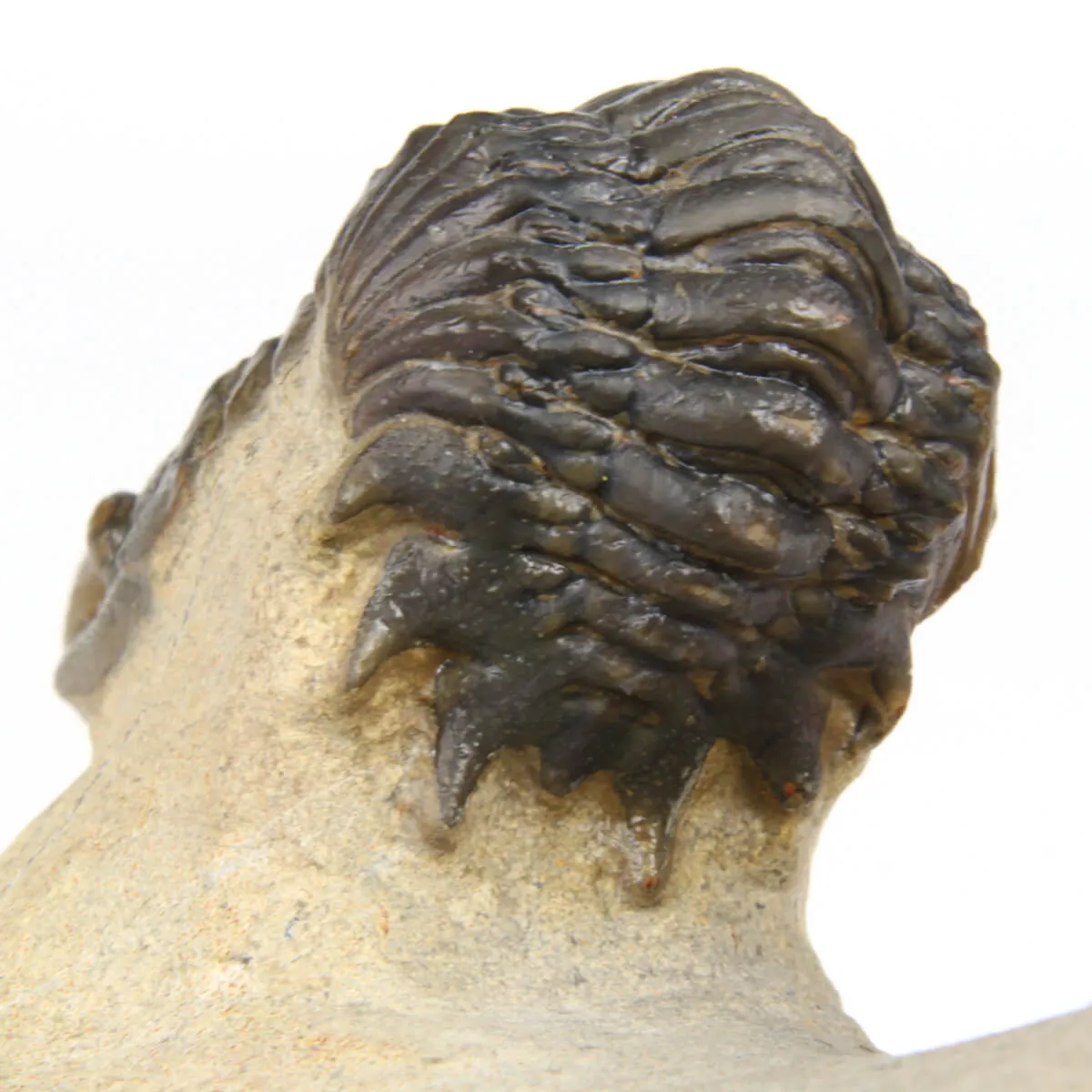 Leonaspis sp. e Crotalecephalus Gibbus