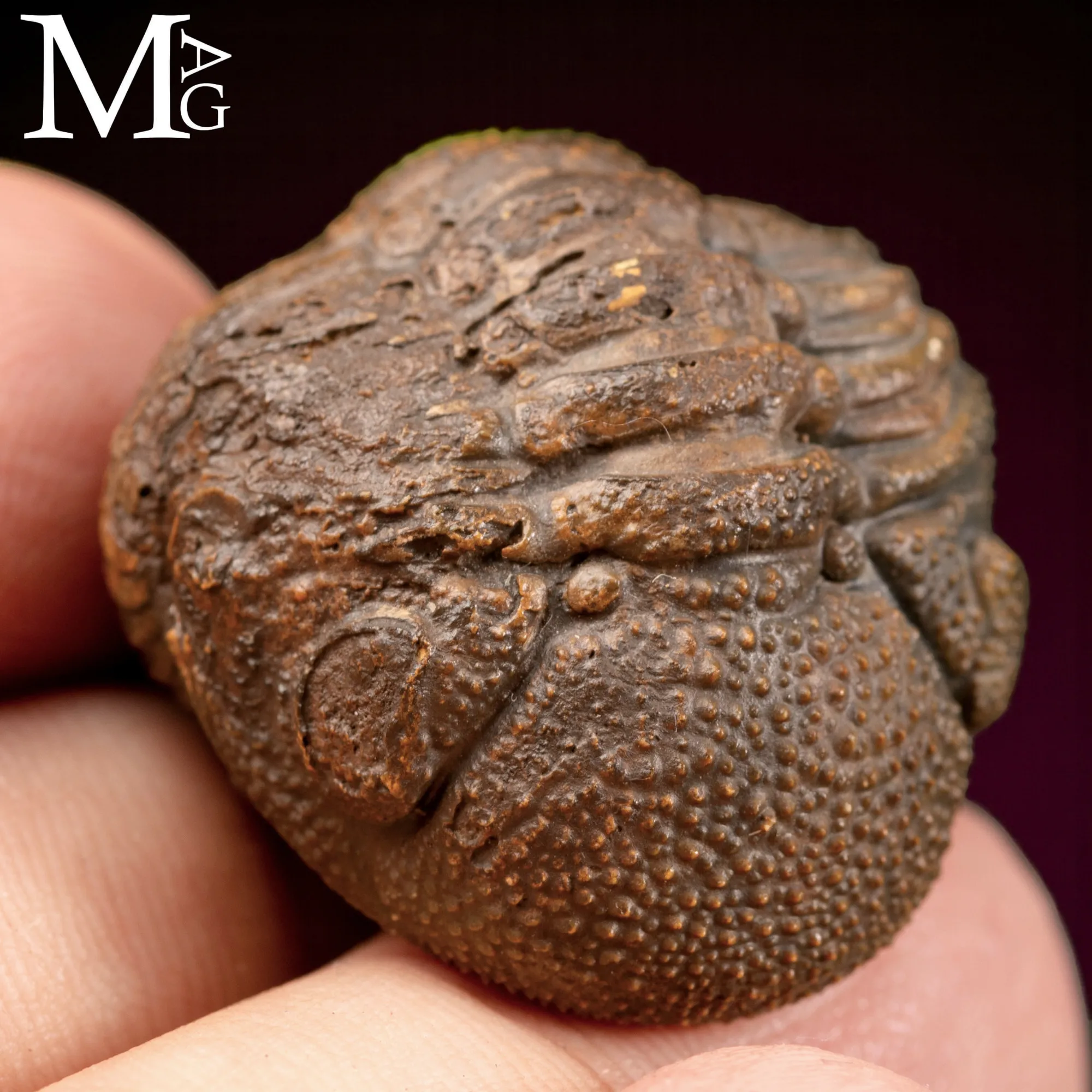 Trilobite Gerastos Granulosus – Enrollment