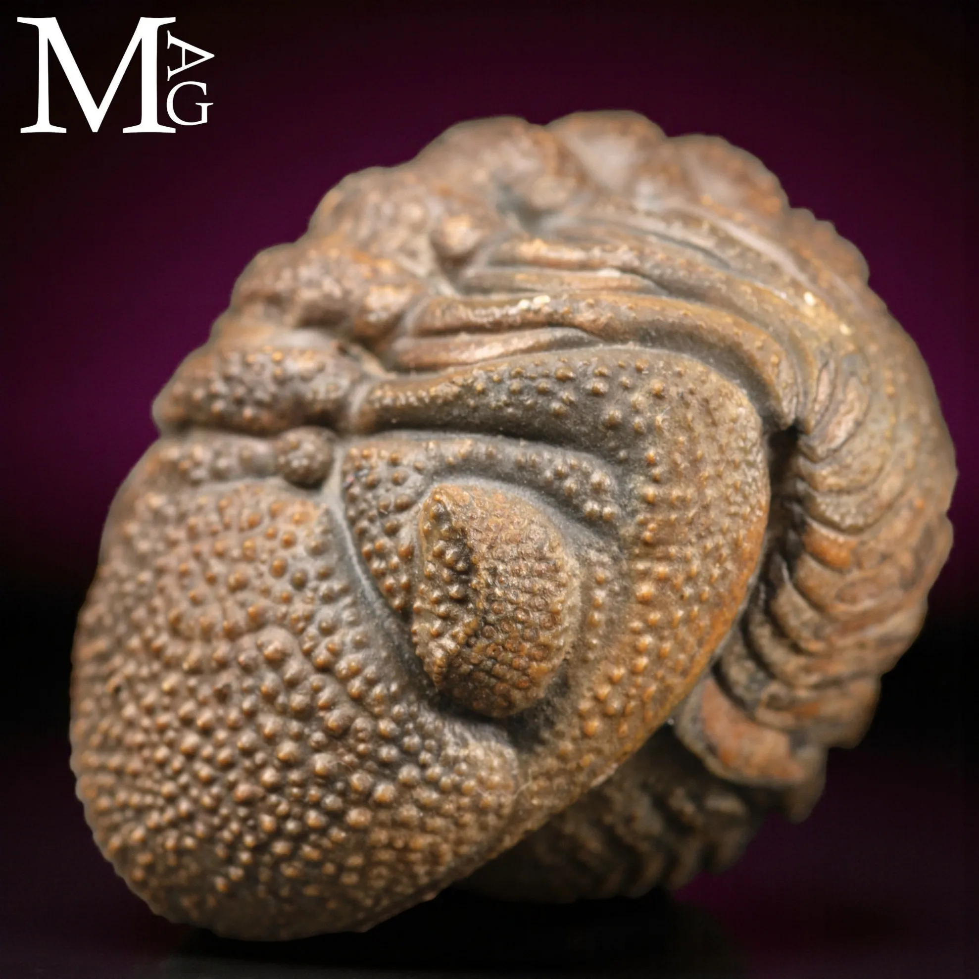 Trilobite Gerastos Granulosus – Enrollment