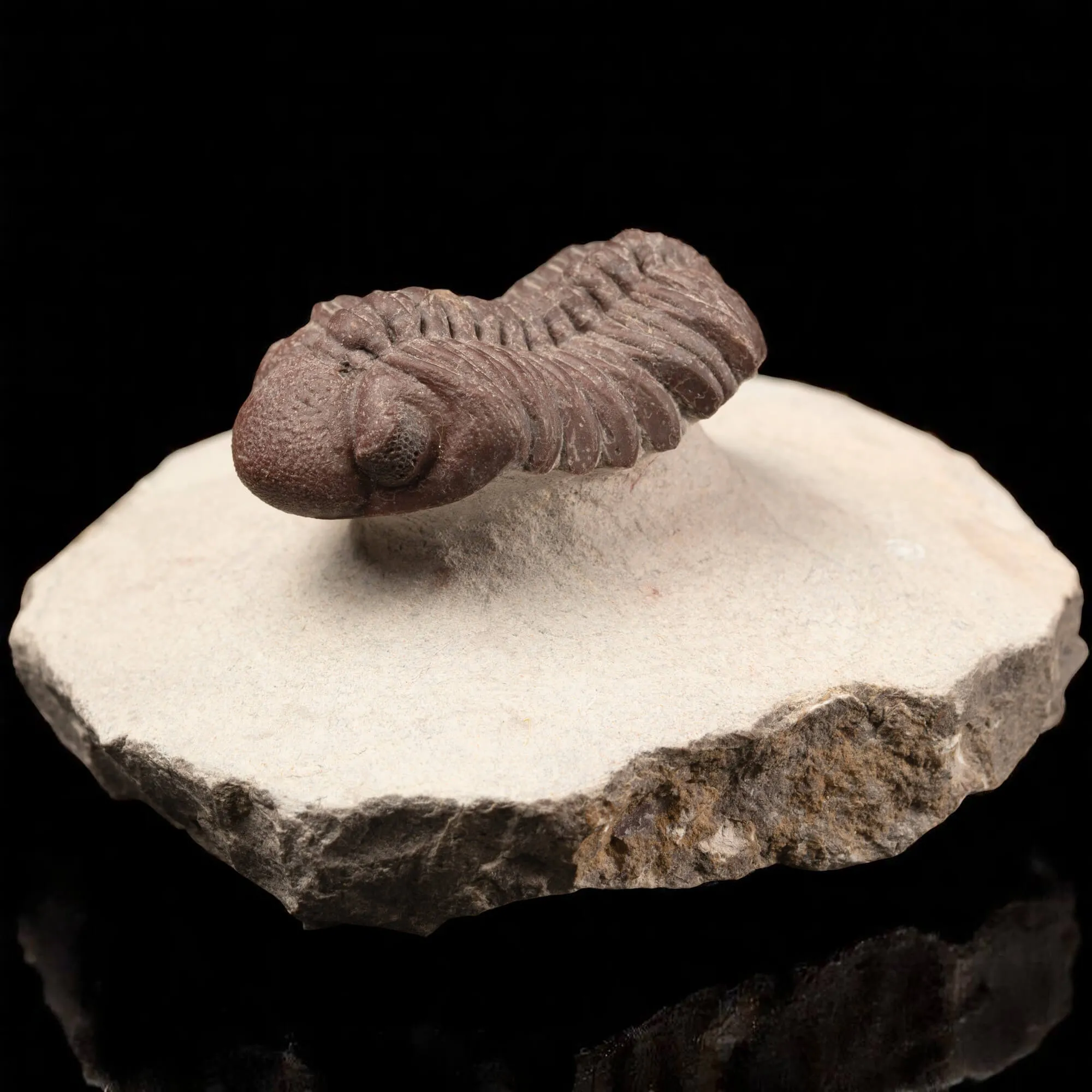 Raro Barrandeops Granulops – Trilobite rosso.