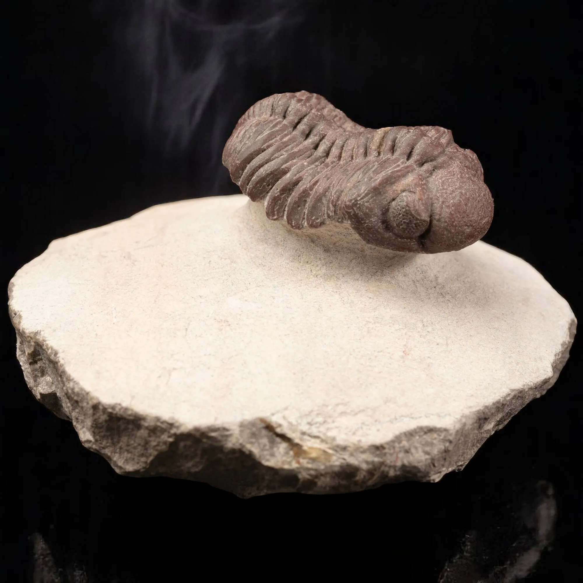 Raro Barrandeops Granulops – Trilobite rosso.