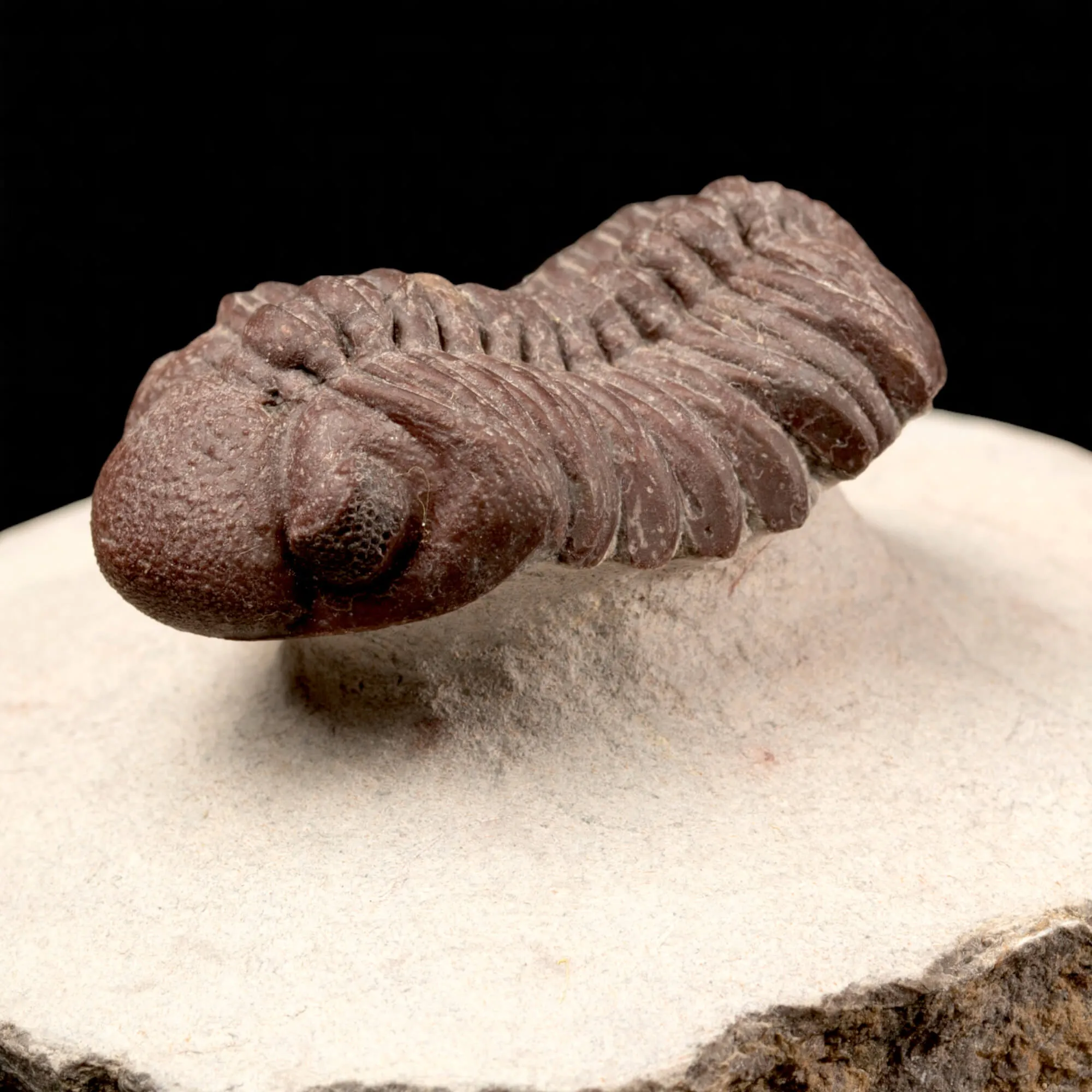 Raro Barrandeops Granulops – Trilobite rosso.