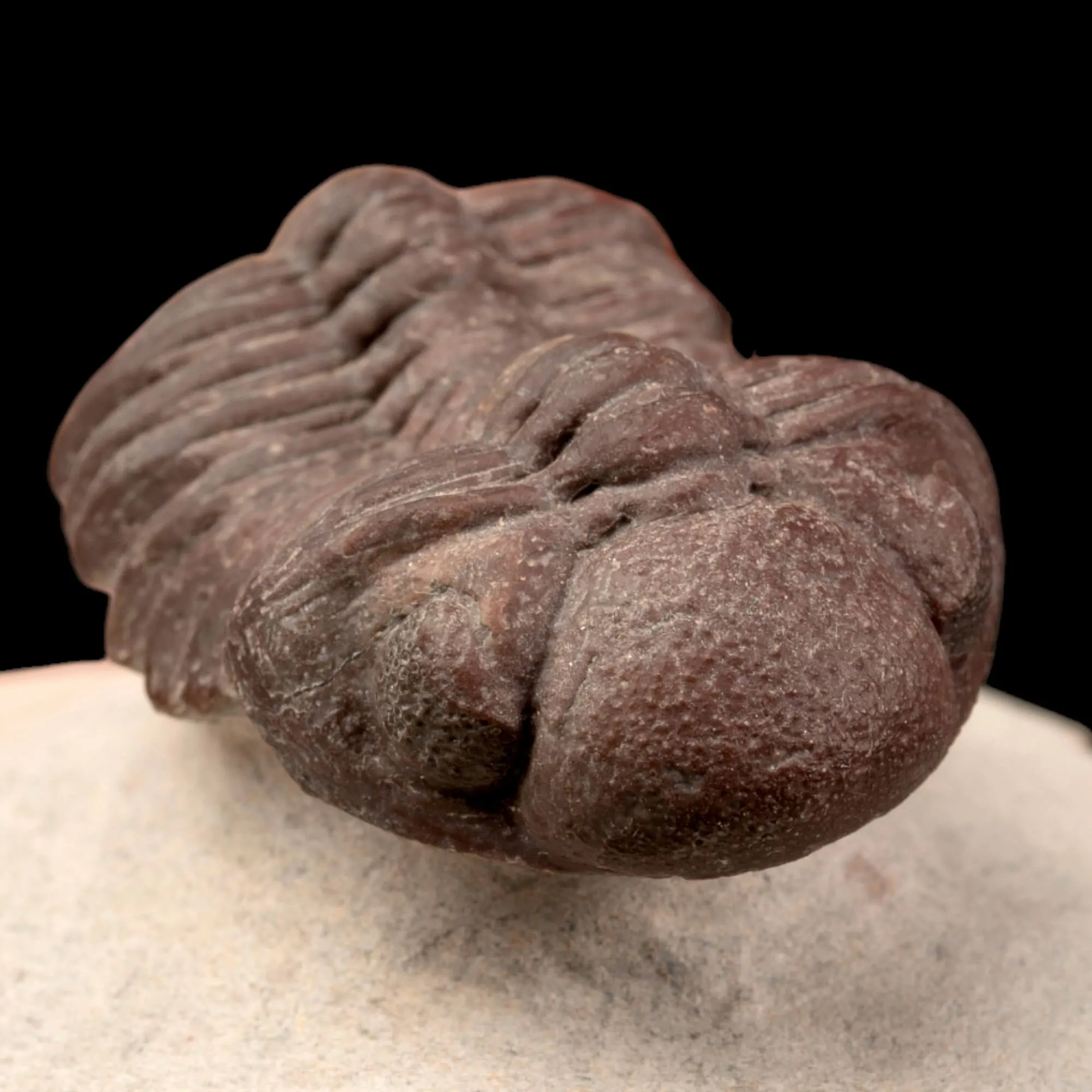 Raro Barrandeops Granulops – Trilobite rosso.