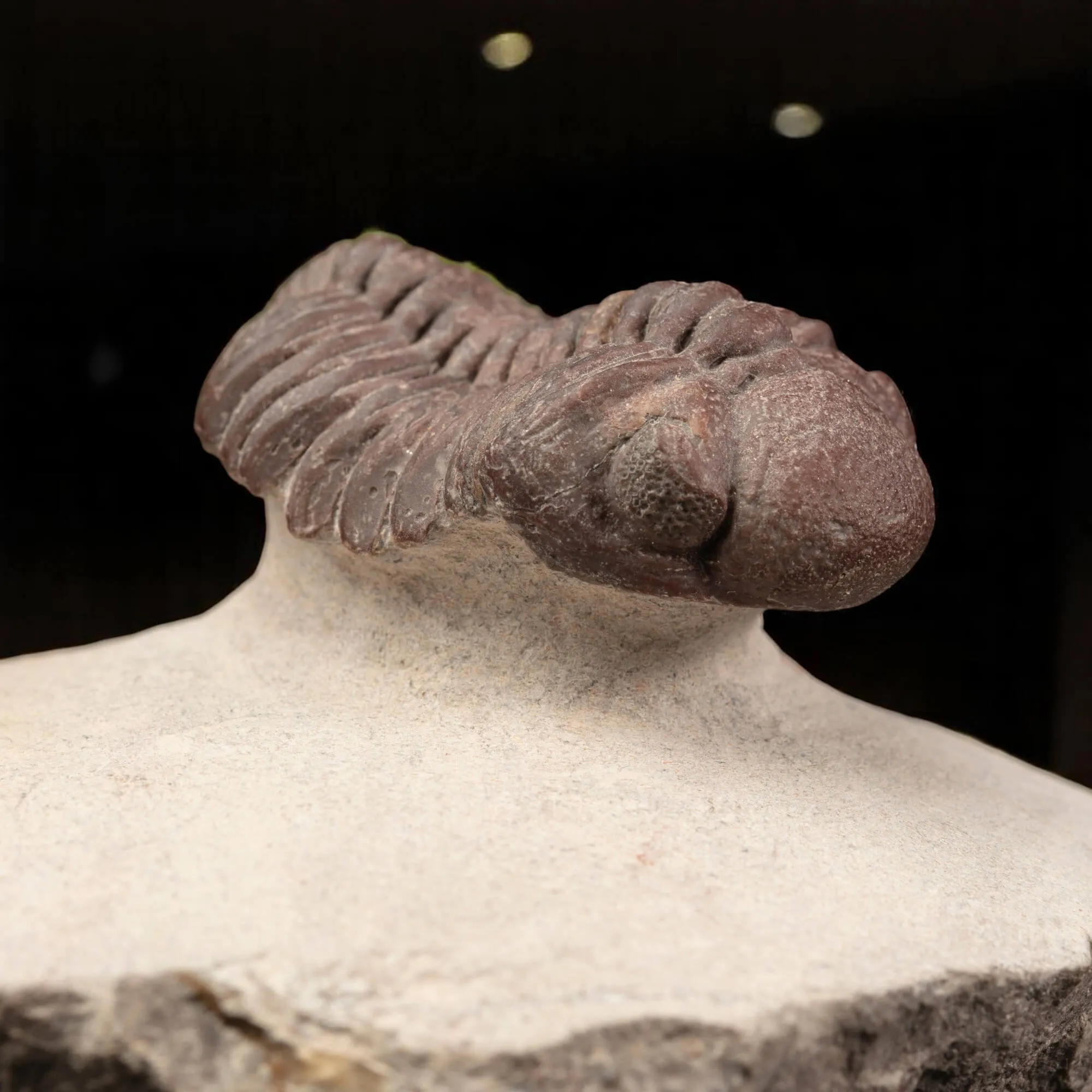 Raro Barrandeops Granulops – Trilobite rosso.