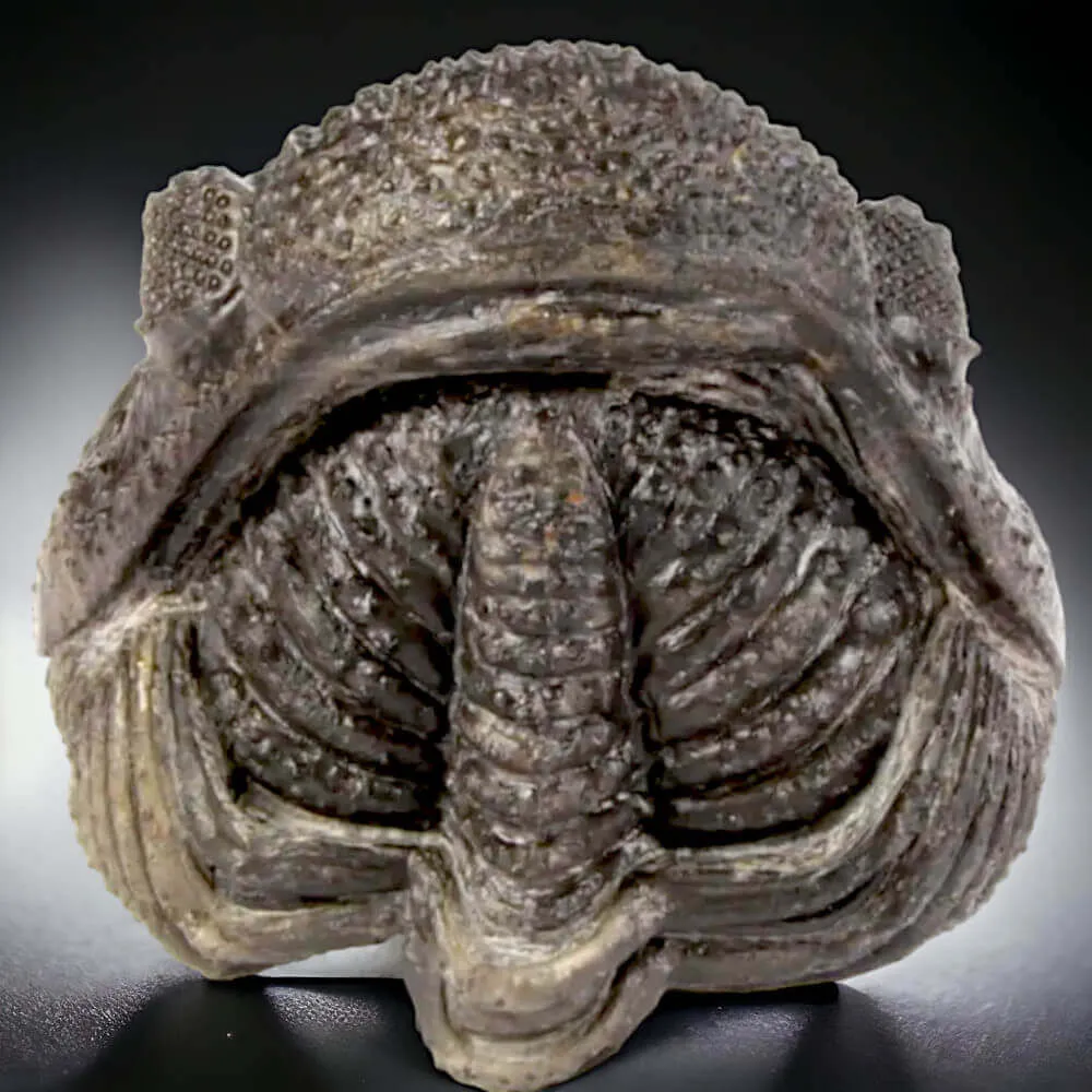 Fossile di Drotops Megalomanicus.