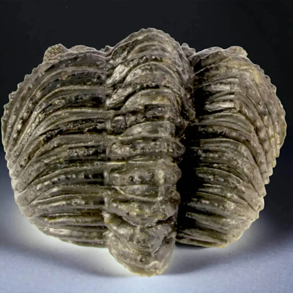 Fossile di Drotops Megalomanicus.