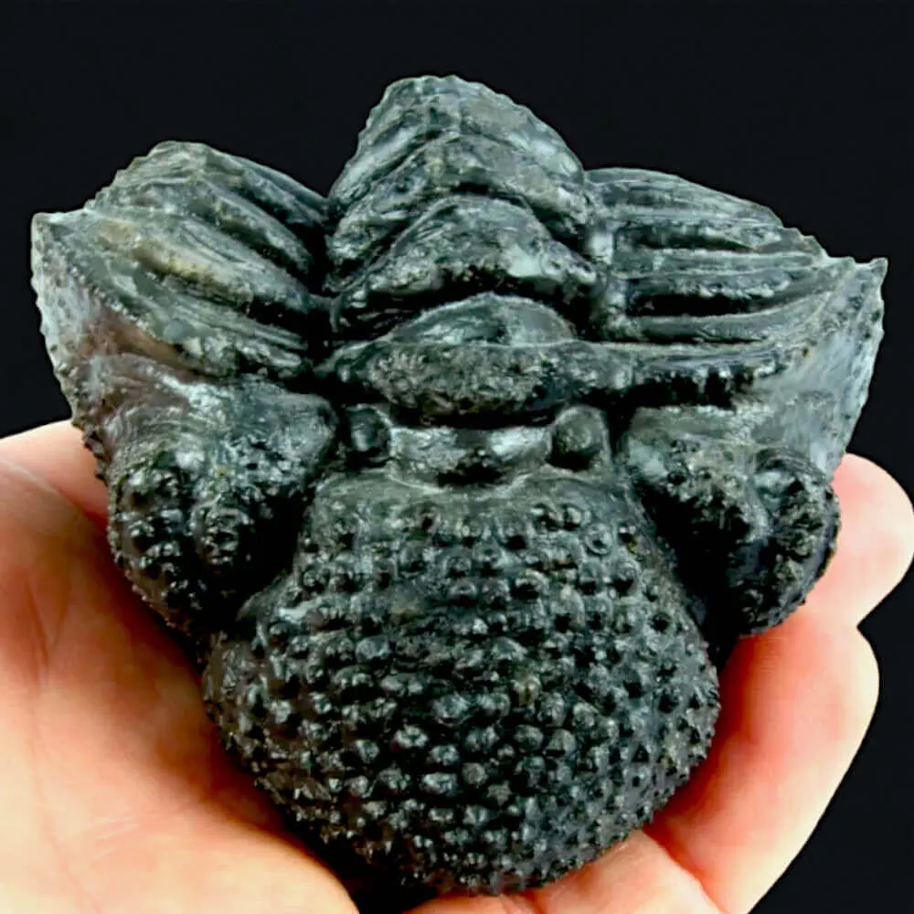 Fossile di Drotops Megalomanicus.