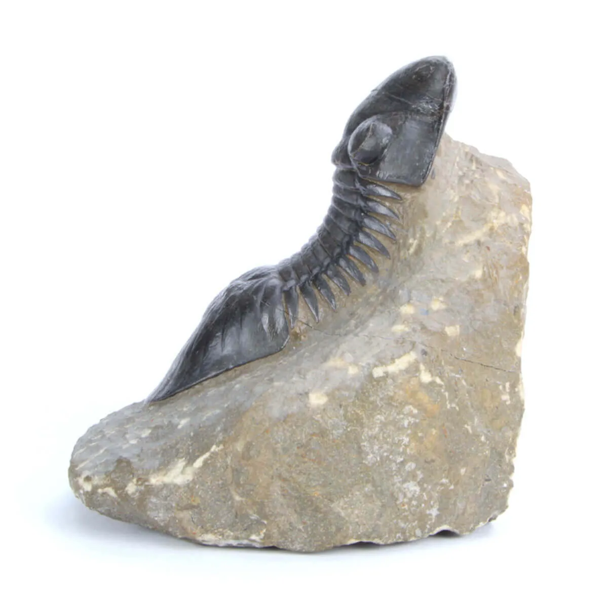 Paralejerus