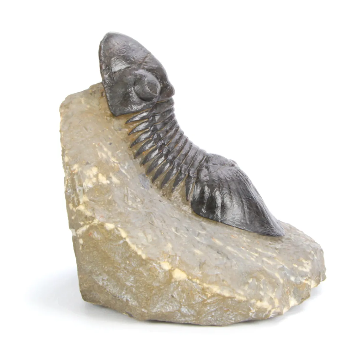 Paralejerus