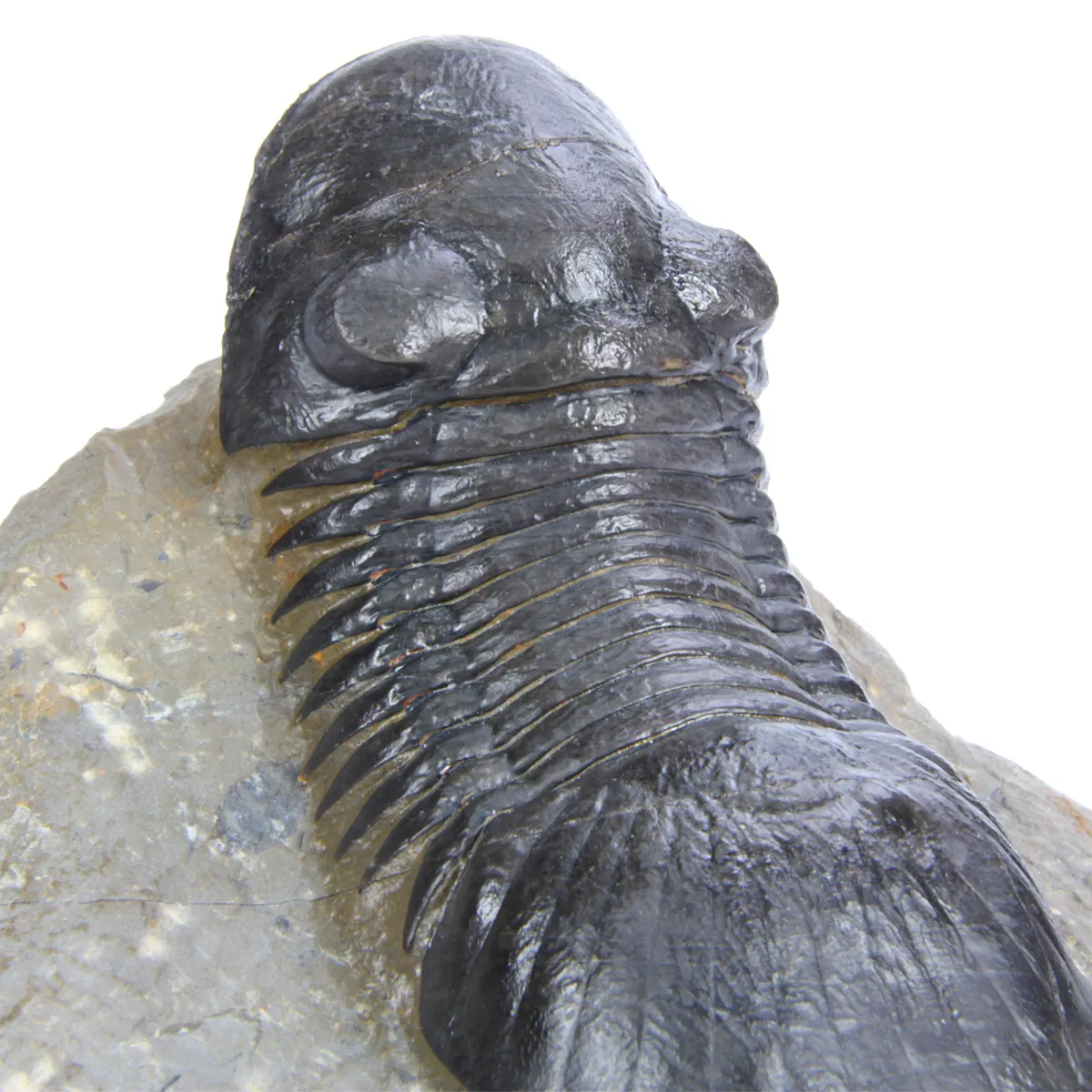 Paralejerus