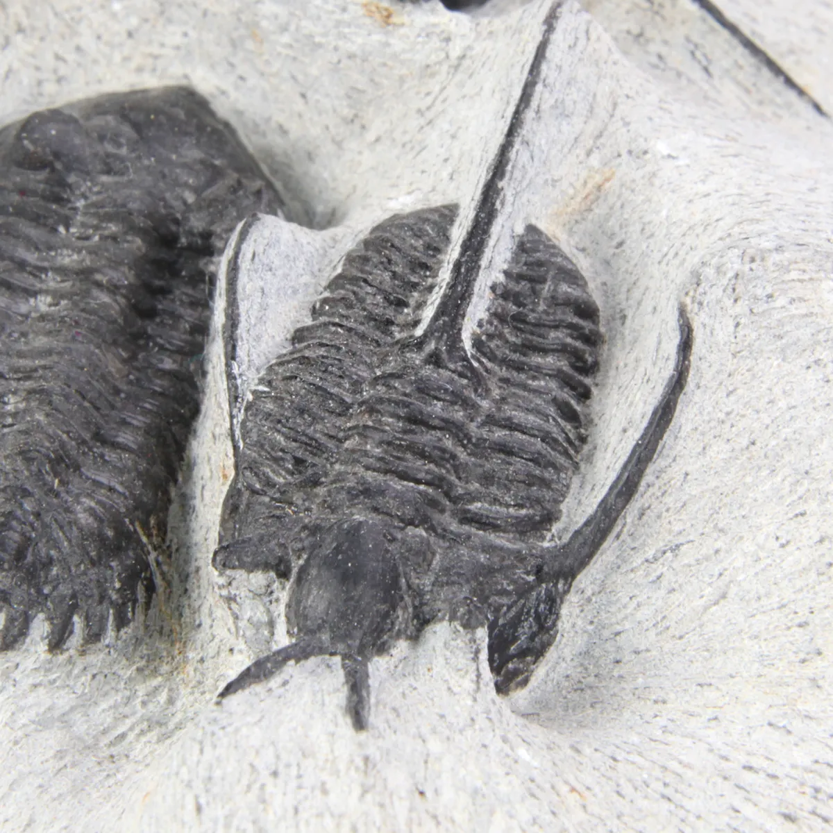 Cyphaspis Walteri Sp e Hollardops