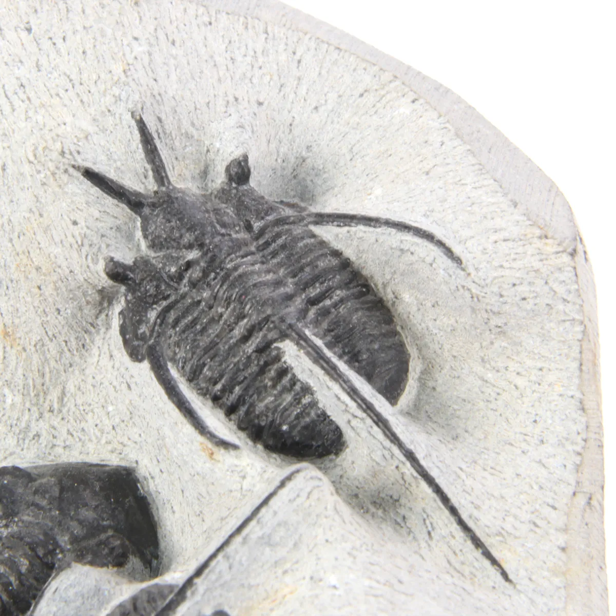 Cyphaspis Walteri Sp e Hollardops