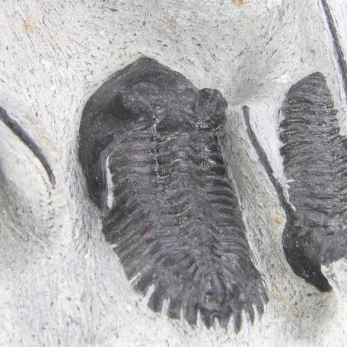Cyphaspis Walteri Sp e Hollardops