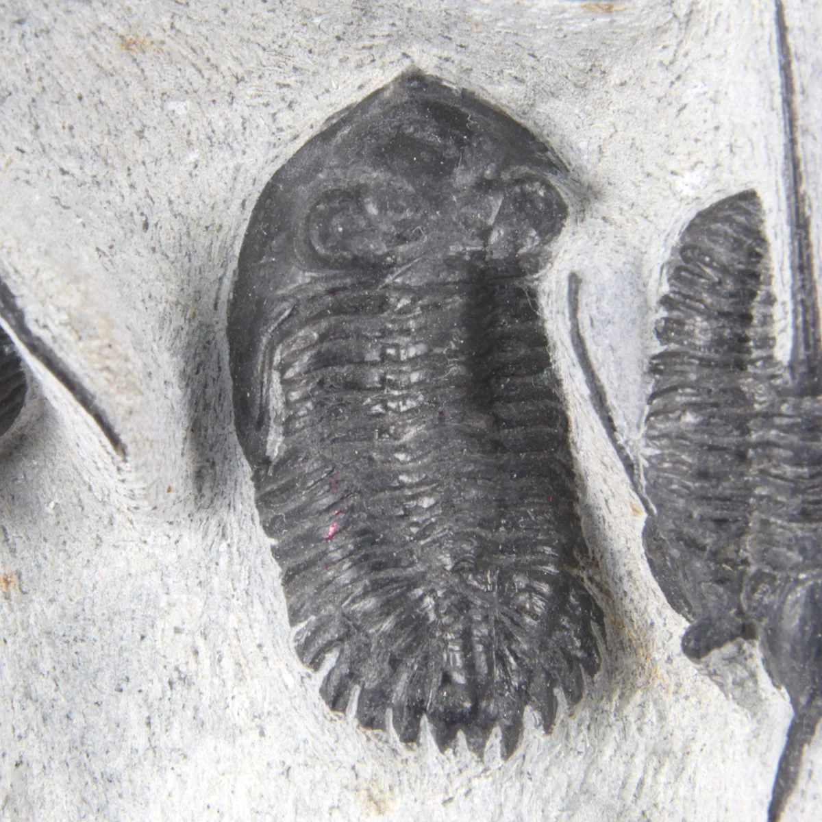 Cyphaspis Walteri Sp e Hollardops