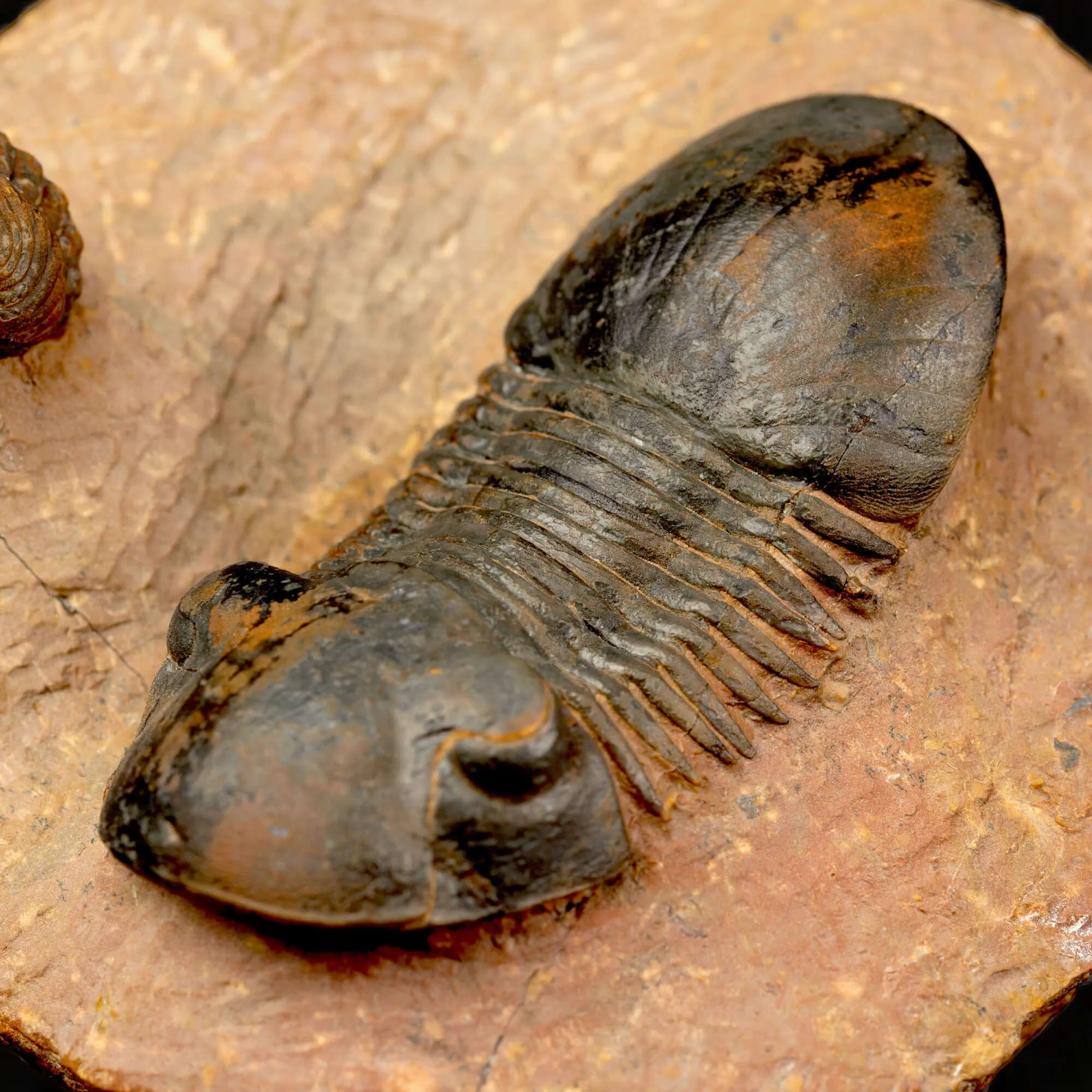 Trilobiti Paralejurus sp. e Reedops sp.