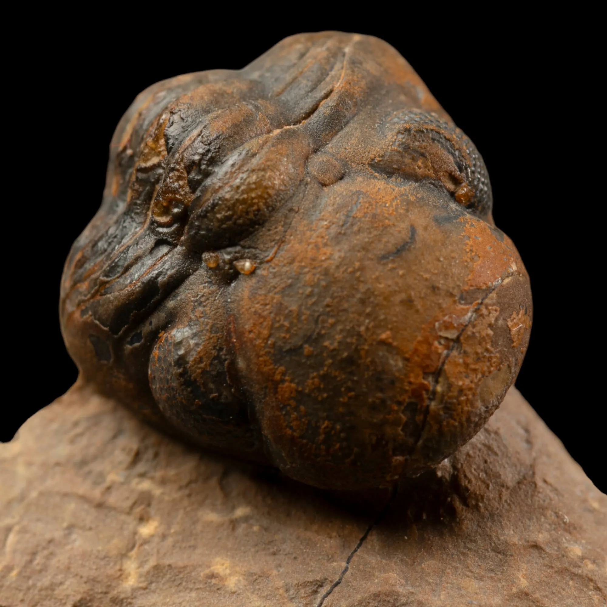 Trilobiti Paralejurus sp. e Reedops sp.
